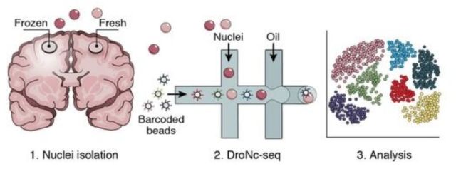 單細胞測序技術(shù)(single cell sequencing)