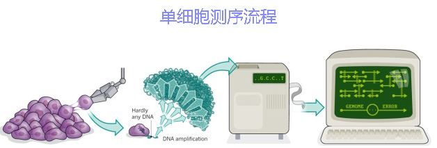 單細胞測序技術(shù)及其在傳染病研究領(lǐng)域中的應(yīng)用講解