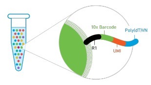 單細胞轉錄組測序(10x Genomics)詳解