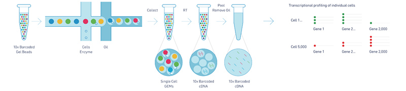 10X Genomics 單細胞轉(zhuǎn)錄組測序